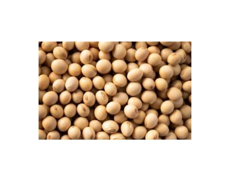 Soya Beans