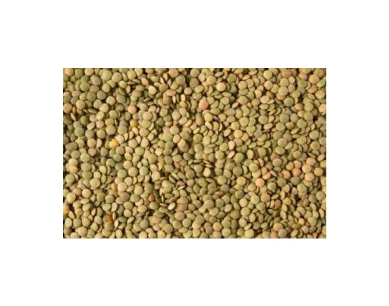 Medium Green Lentils