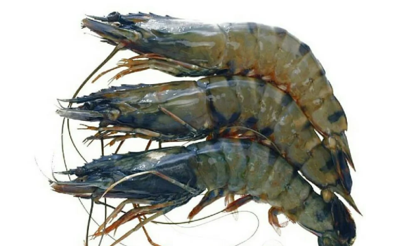 Golda H/L16/20 300gx24