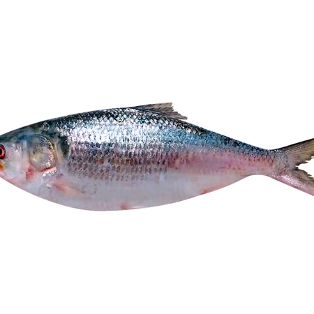 Hilsha Whole 800-1000g