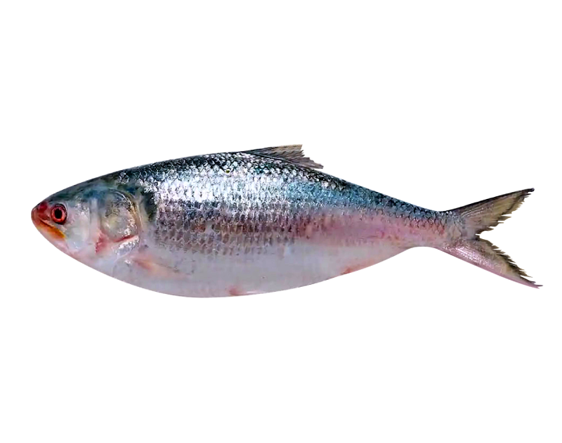Hilsha Whole 1200-1500g