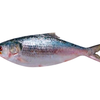 Hilsha BD Whole 800-1000g