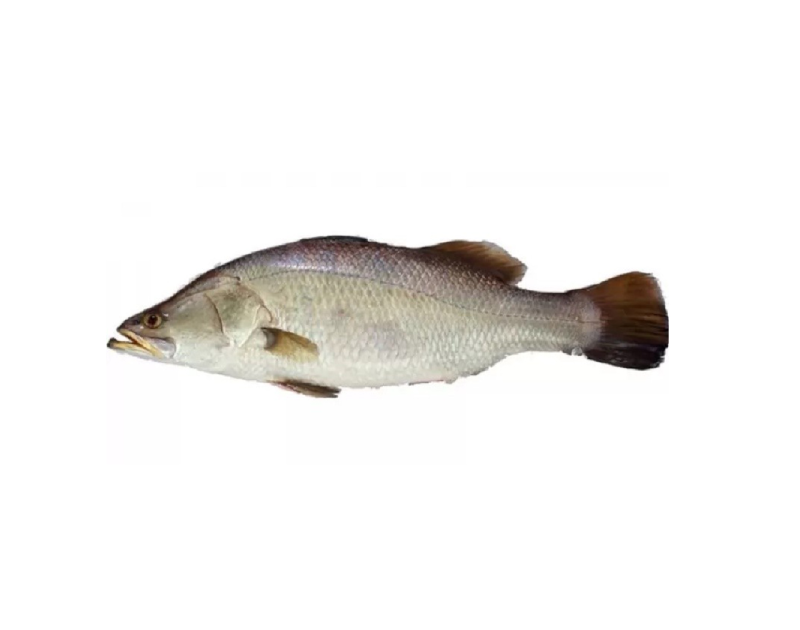 Koral Whole 2/3kg