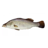 Koral Whole With Scale 3/4kg