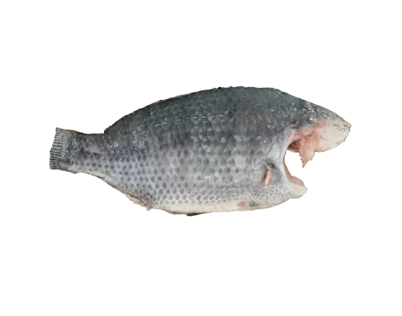 Tilapia Whole Without Scale 1kg