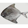 Pomfret 200g (kg per mc)