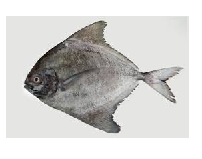 Pomfret 200g (kg per mc)
