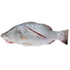 Koral Whole Without Scale 3/4kg