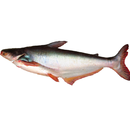 Pangush Whole 2/3/4kg