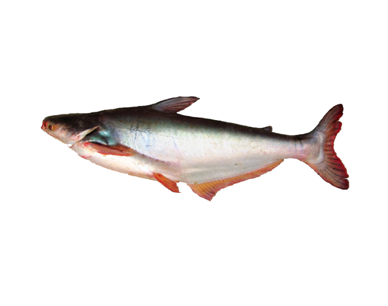 Pangush Whole 2/3/4kg