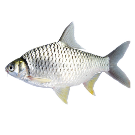 Shorputi Whole With Scale 1kg