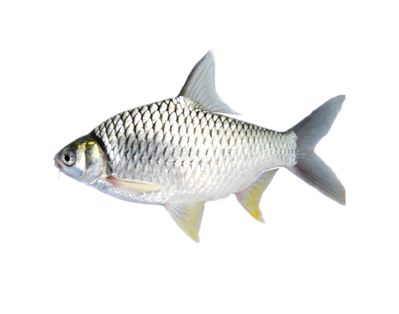 Shorputi Whole With Scale 1kg