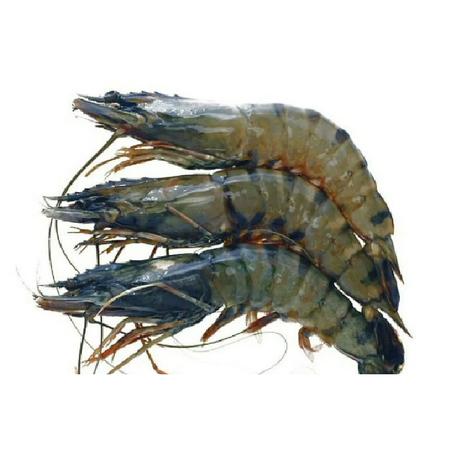 Galda Shrimp 800g X 10