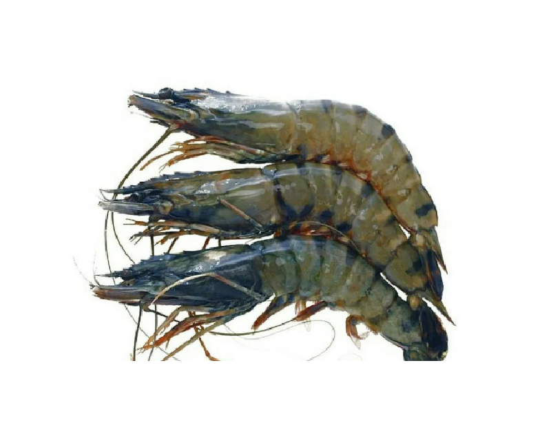 Galda Shrimp 800g X 10