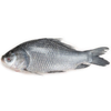 Catla Whole 2/3/4kg