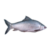 Mrigel Whole With Scale 3/4kg