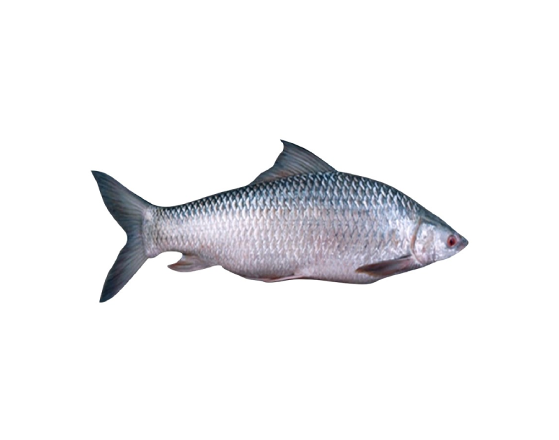 Mrigel Whole With Scale 3/4kg