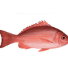 Red Snapper Whole 3/4kg