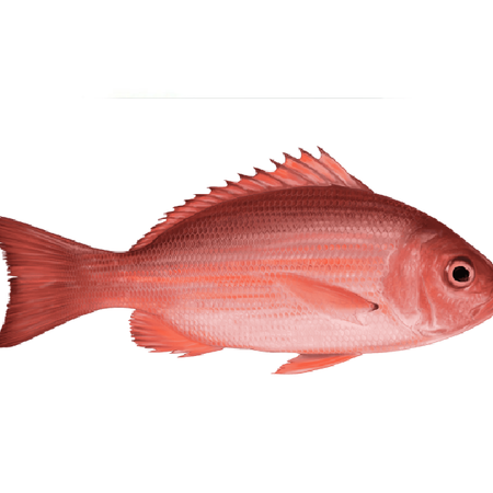 Red Snapper Whole 3/4kg