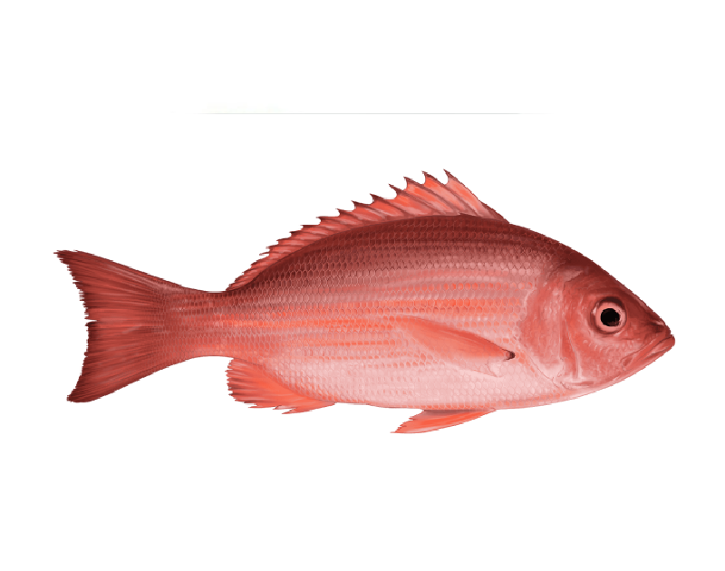 Red Snapper Whole 3/4kg