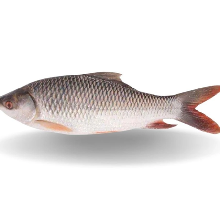 Rohu Whole With Scale 4/5kg