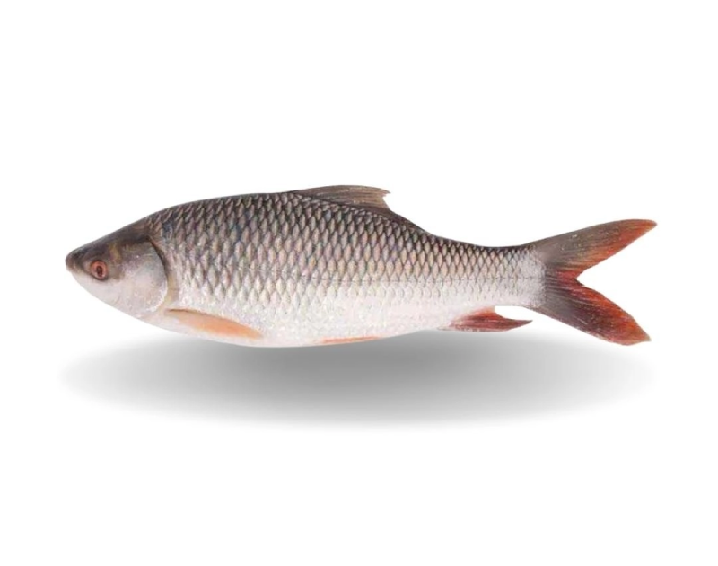 Rohu Whole With Scale 4/5kg