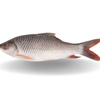 Rohu Whole With Scale 2/3kg