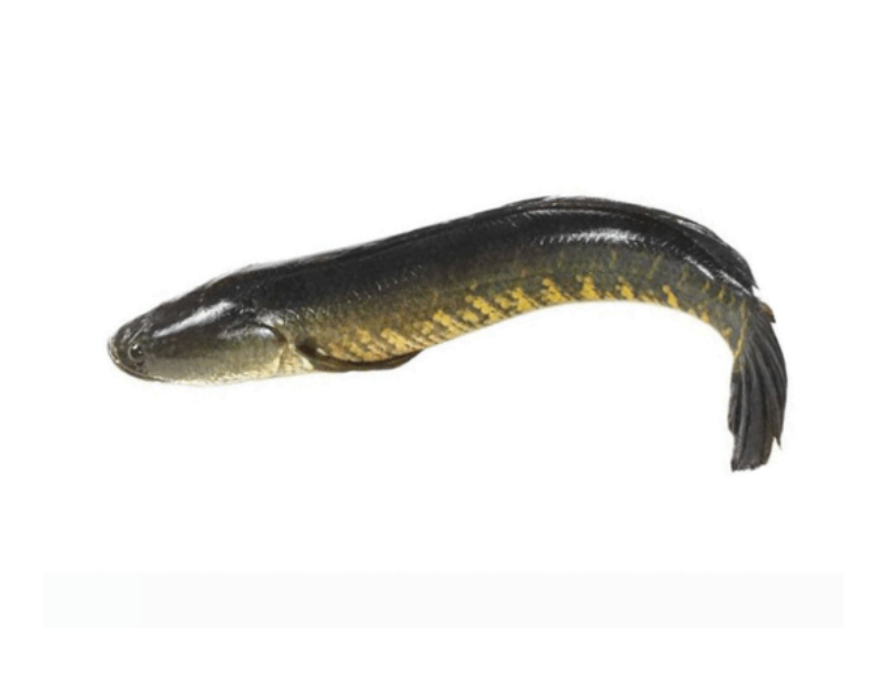 Shoal Whole With Scale