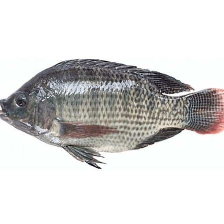 Tilapia
