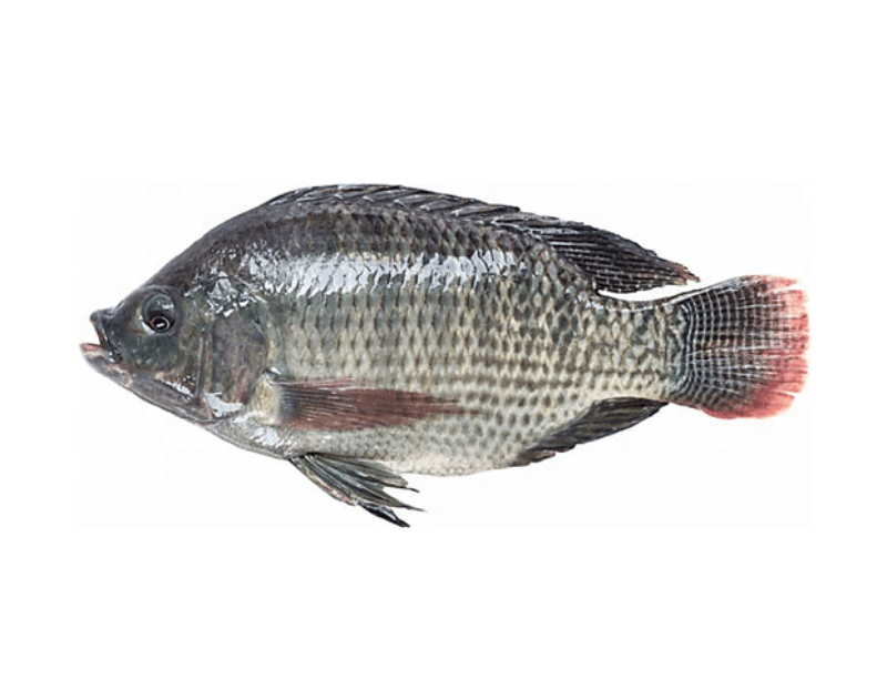 Tilapia