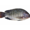 Tilapia 1kg