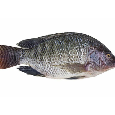 Tilapia Whole With Scale 1kg