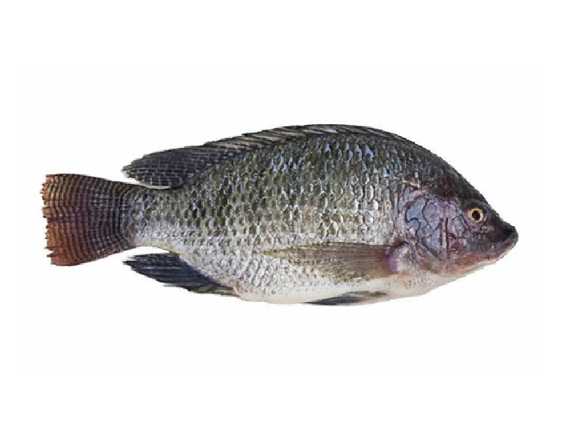 Tilapia Whole With Scale 1kg